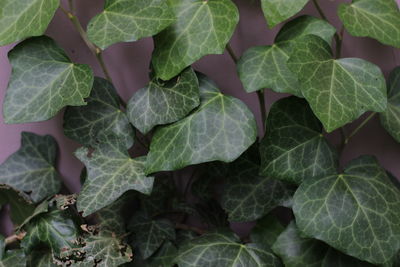 Green ivy isolated on a white wall, background, natural texture.