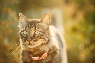 Close-up of cat