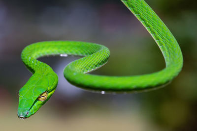 Close-up of green snake