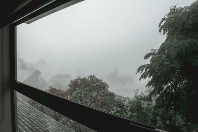 View of trees through window during rainy season
