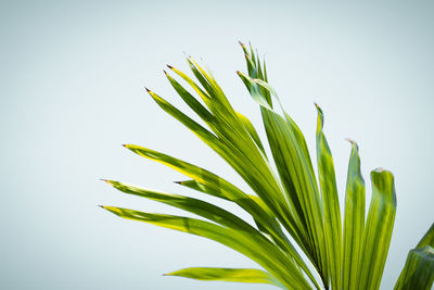 Close-up of plant against white background