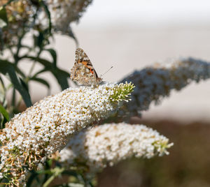 Close-up of butterfly pollinating on flower