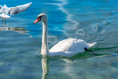 Swan swimming in lake