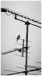 Low angle view of birds perching on power line