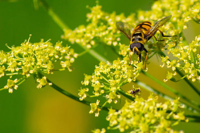 A close up image of hover fly. it's resting on the plant. nature background, copy space