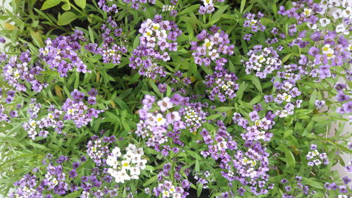 Close-up of purple flowering plants