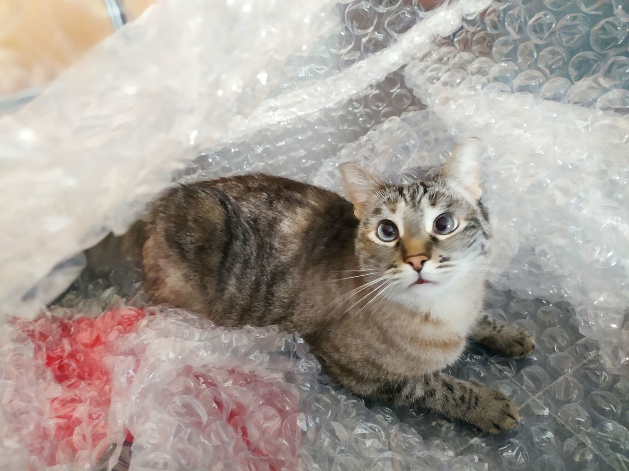 HIGH ANGLE VIEW OF CAT RESTING IN THE PLASTIC