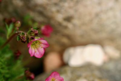 Close-up of pink flower blooming outdoors