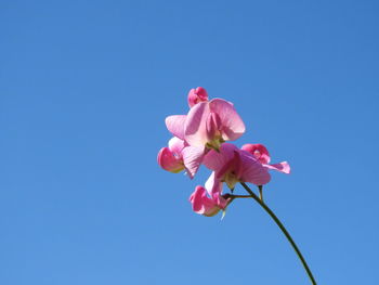 Low angle view of pink flowering plant against clear blue sky