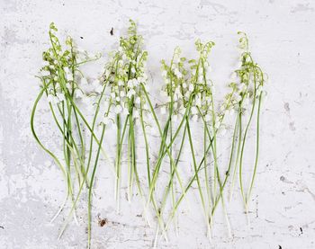 Directly above shot of plants against white background