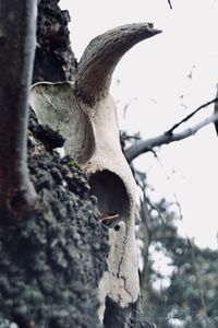 Close-up of tree trunk in forest