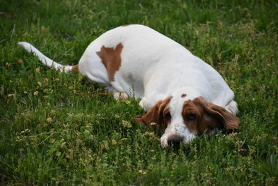 Dog lying on grass