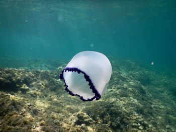 Close-up of jellyfish swimming in sea