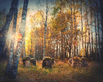 Trees in forest during sunset