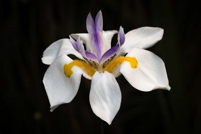 Close-up of white flower against black background