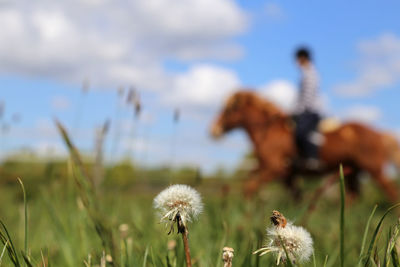 Close-up of flowering plant on field against sky