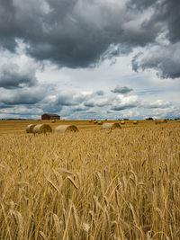 Scenic view of agricultural field against sky