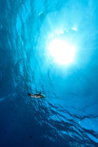 View of fish swimming in sea