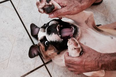 Close-up of hand holding dog