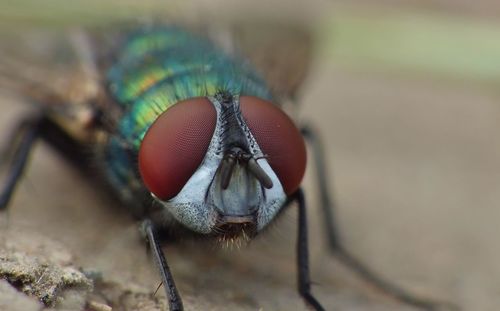 Close-up of fly