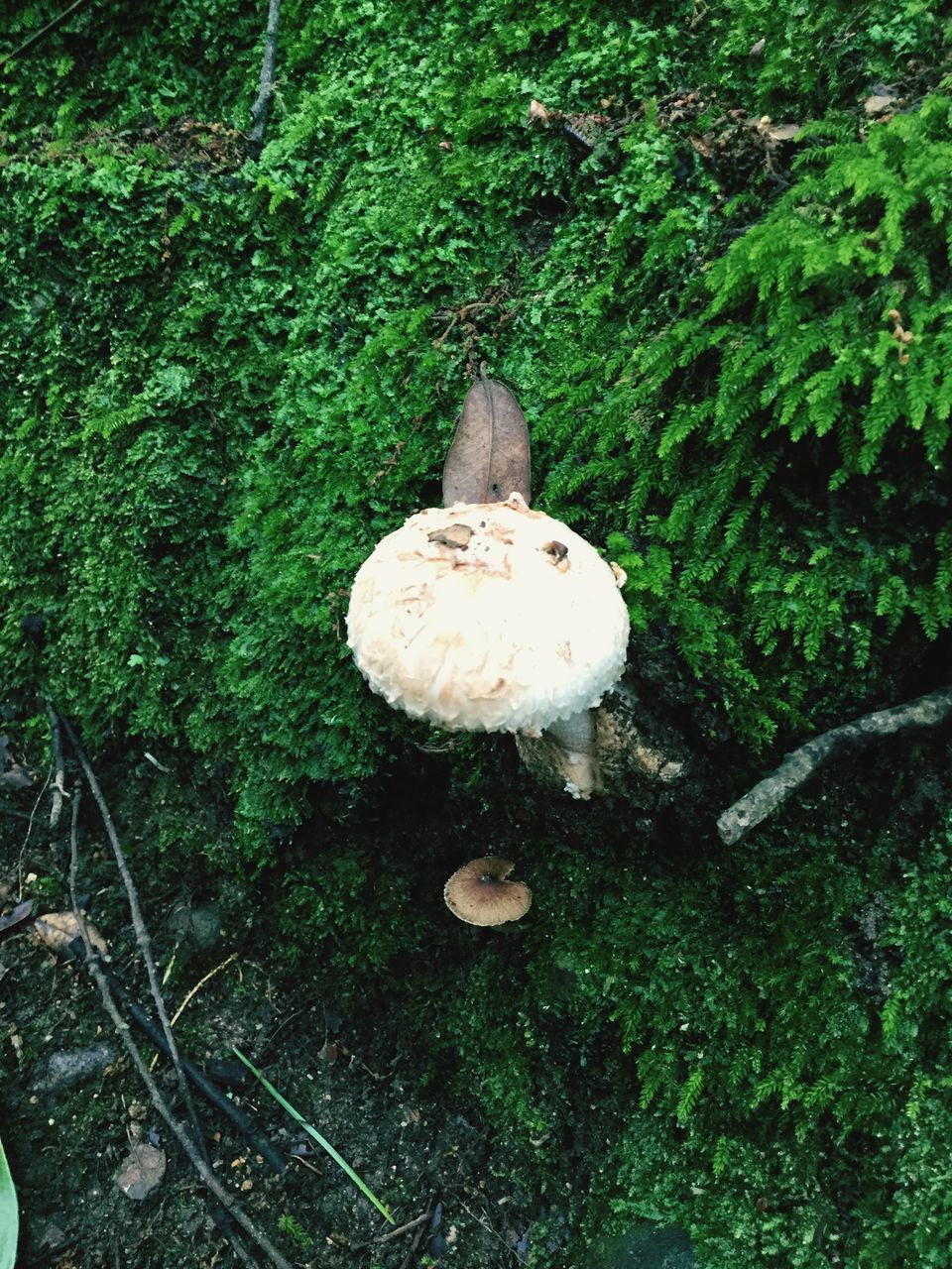 mushroom, fungus, growth, green color, nature, toadstool, grass, field, high angle view, white color, close-up, plant, tree, day, beauty in nature, outdoors, growing, tranquility, forest, no people