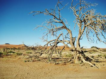 Bare tree in desert against clear blue sky