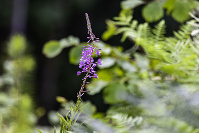 Close-up of butterfly pollinating on purple flower