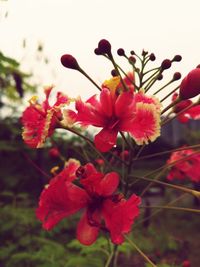 Close-up of red flowers blooming outdoors