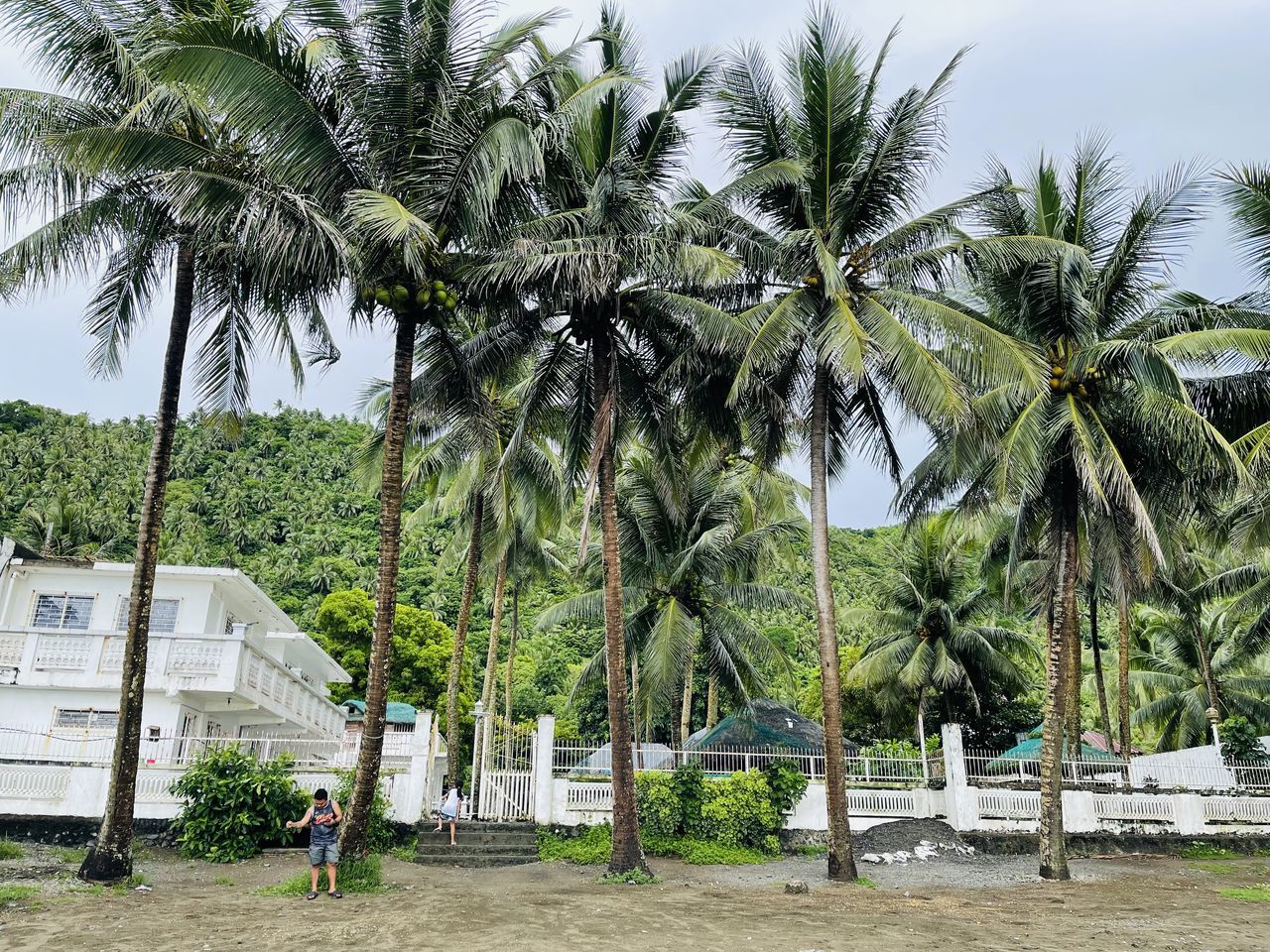 palm tree, tree, tropical climate, plant, nature, land, beach, sky, coconut palm tree, vacation, growth, day, water, outdoors, resort, beauty in nature, tropics, tropical tree, borassus flabellifer, architecture, travel destinations, sea, green, trip, environment, travel, holiday