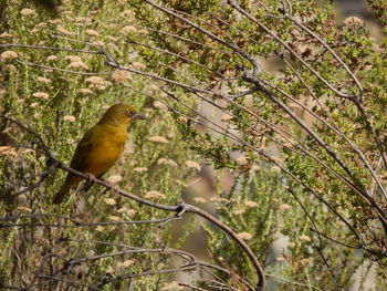 Close-up of bird perching on tree