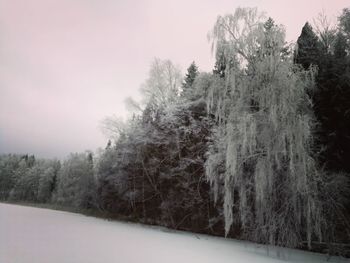 Snow covered trees in forest against sky