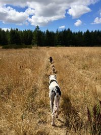 Dog running in field