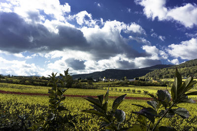 Scenic view of agricultural field against sky