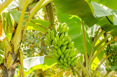 Close-up of banana tree