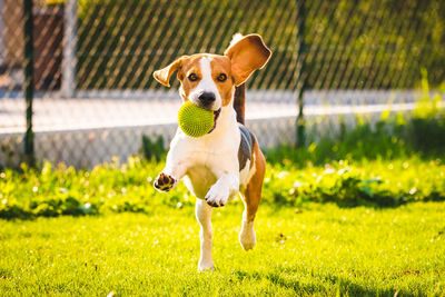 Portrait of dog running on field