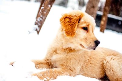 View of a dog on snow