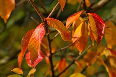 Close-up of orange leaves on plant during autumn