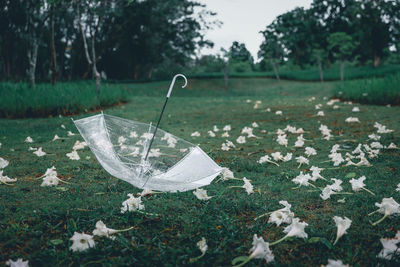 Close-up of white flowers on field