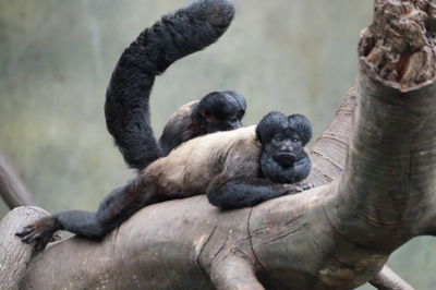 Close-up of monkey on tree