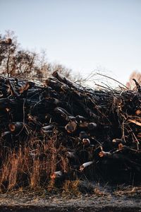 Stack of logs on field against clear sky