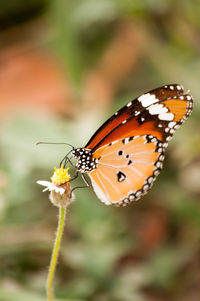 Close-up of butterfly pollinating on flower