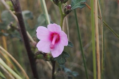 Close-up of pink flower blooming outdoors