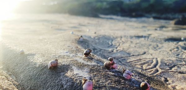 High angle view of pebbles on beach