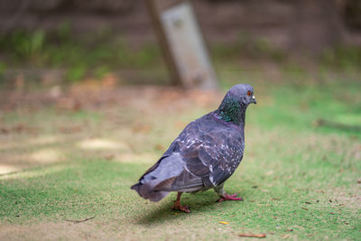 Close-up of pigeon on field