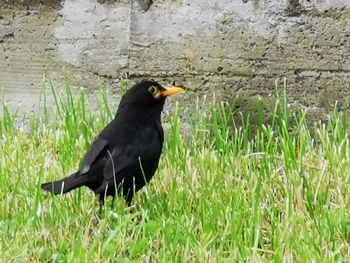 Bird perching on a field