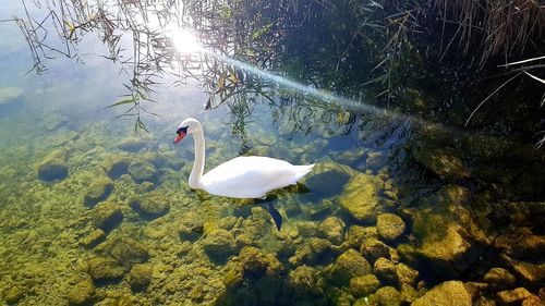 High angle view of swans swimming in lake