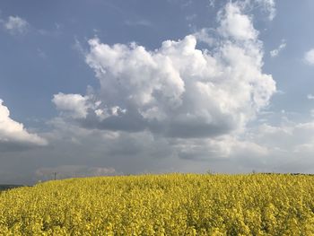 Scenic view of agricultural field against sky