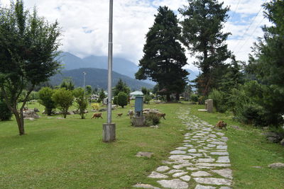 Footpath amidst trees and plants against sky