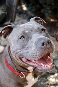 Close-up of a amstaff dog looking away