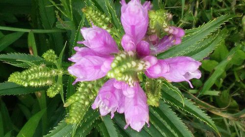 Close-up of pink flower